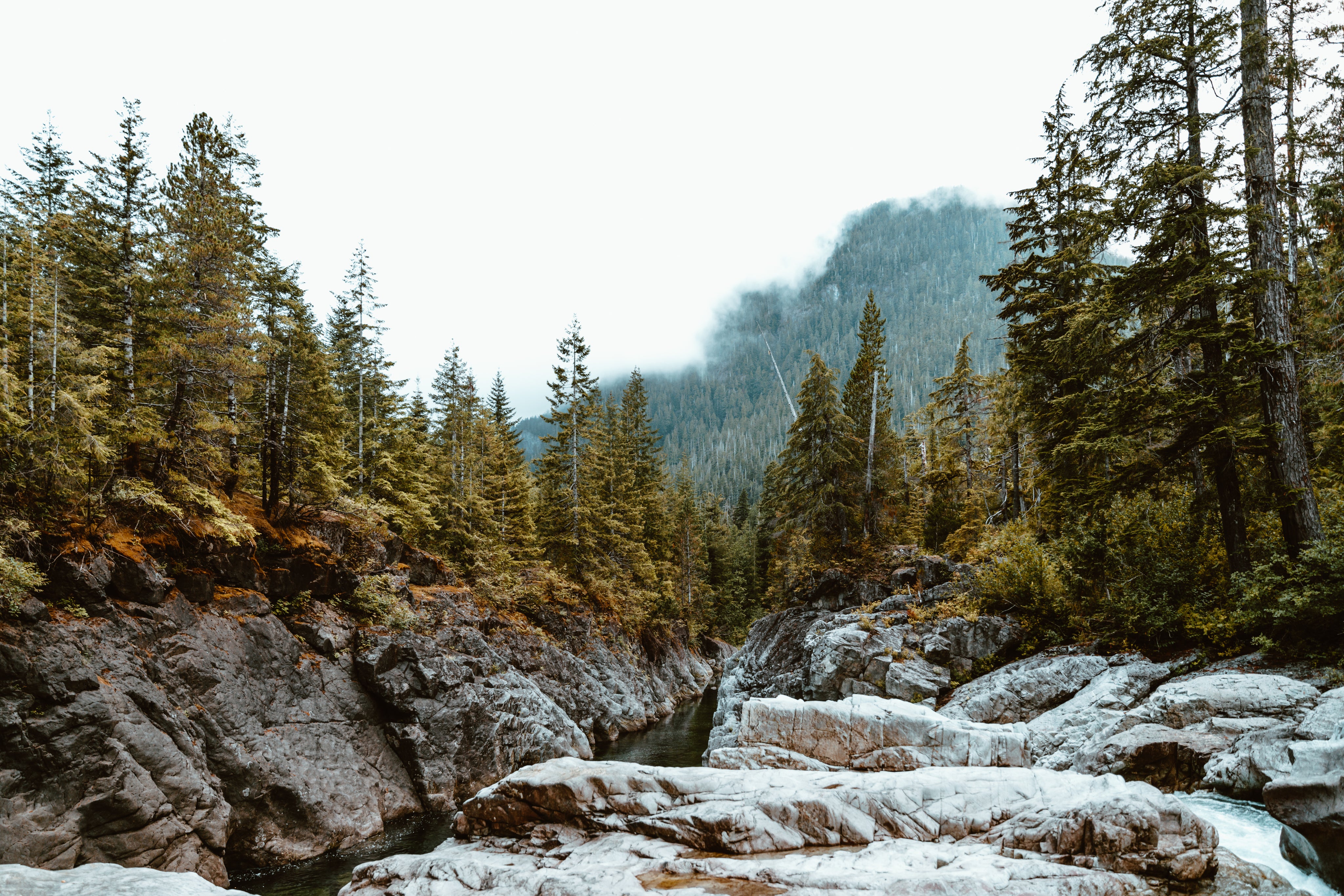 files/northern-forest.jpg